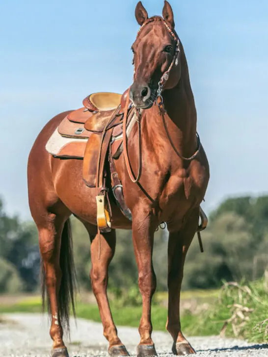 cropped-saddled-beautiful-chestnut-western-quarter-horse-gelding-standing-on-a-country-road-ss231017.jpg