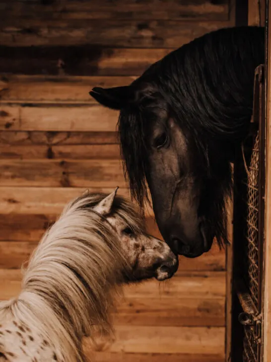 selective focus of beautiful horse and pony in standing stall at zoo - ee220823