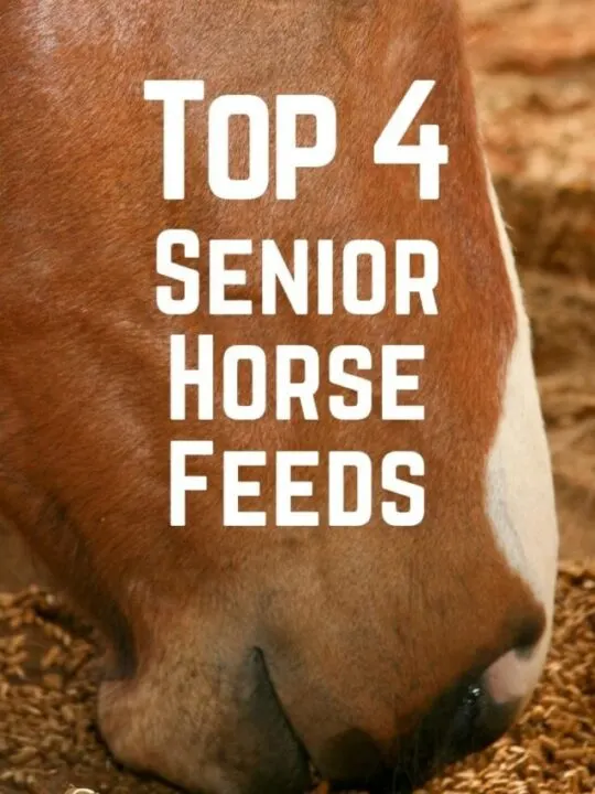 cropped-senior-horse-feeds-pin.jpg