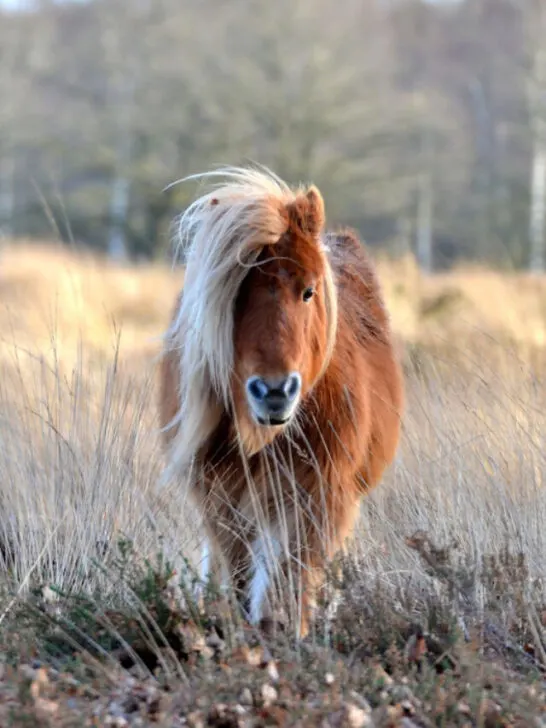 shetland pony front view