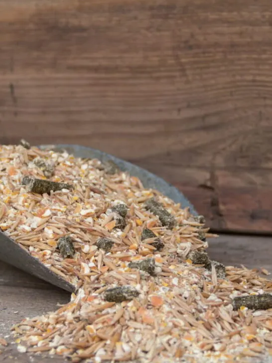 shovel spoon with mixture of grains and pellets for horses - ss230515
