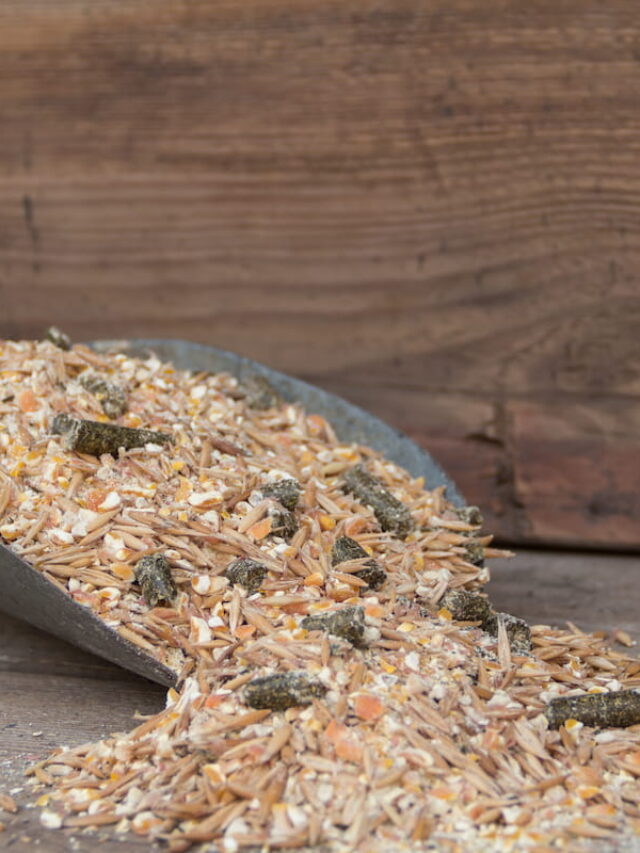 Does A Horse Need Grain? Helpful Horse Hints