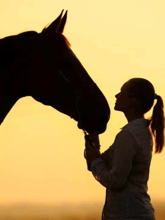 silhouette of a young woman and a horse at sunset