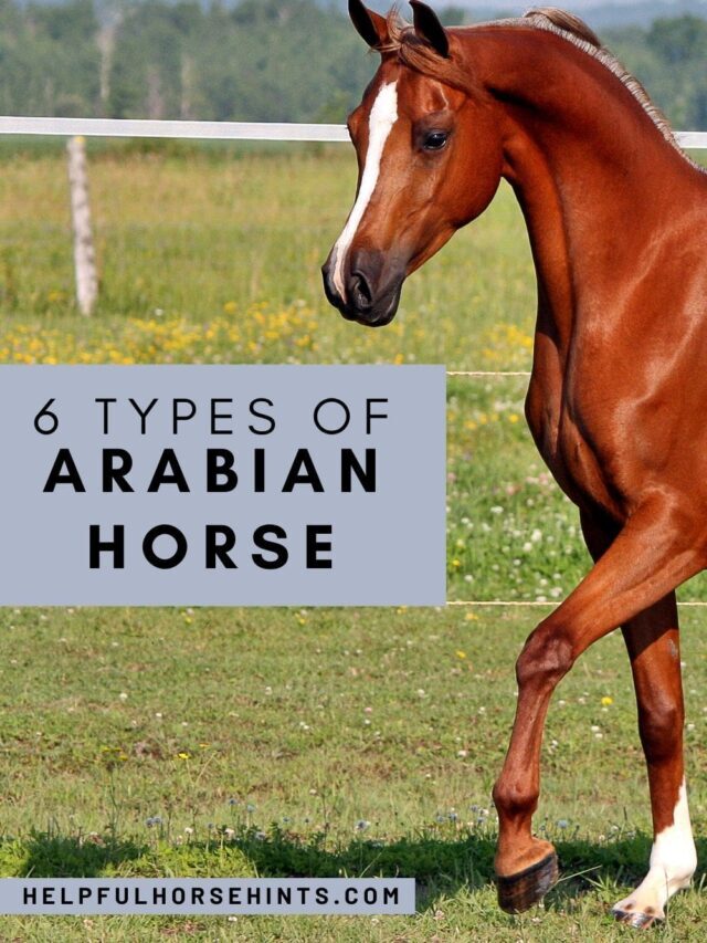 6 Main Types of Purebred Arabian Horses