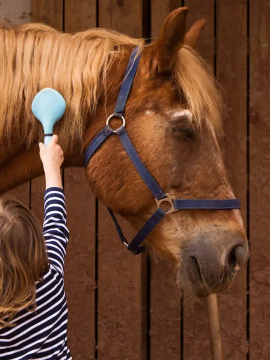 small child combing a horses hair