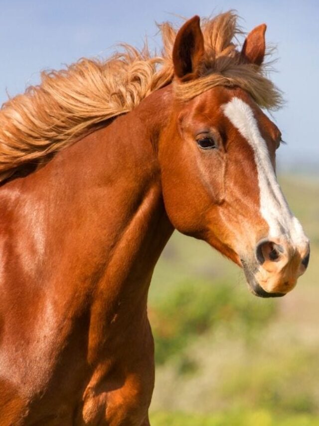 201+ Chestnut Horse Names Helpful Horse Hints