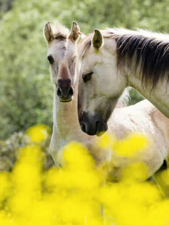 sorraia horse in an open field of flowers