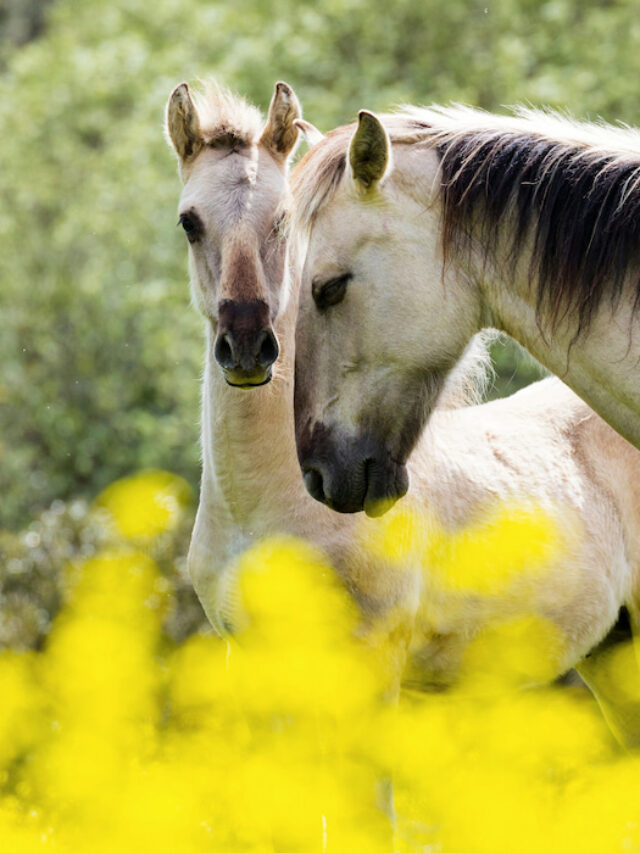15 Rarest Horse Breeds