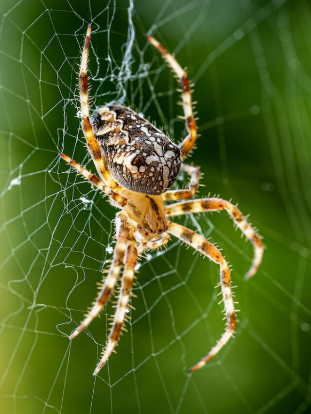 Are Horses Afraid of Spiders? – Signs of Fear in Horses