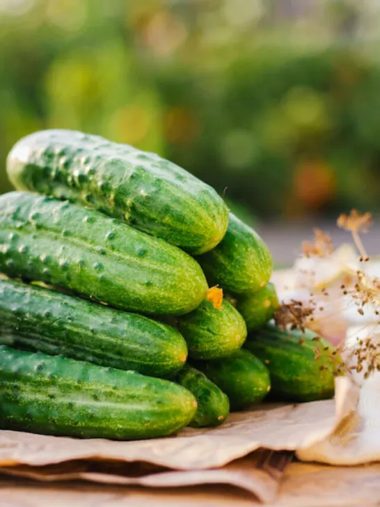 stacked cucumbers ready for pickling
