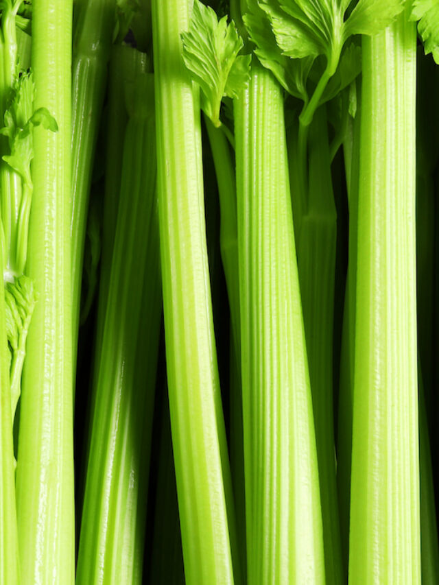 Can Horses Eat Celery – Why This Vegetable is a Great Treat