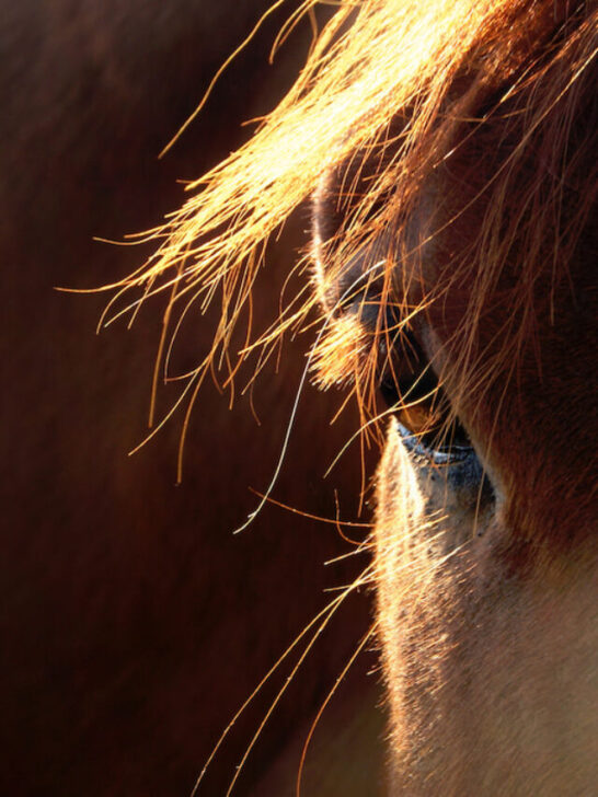 sunlit horse eye closeup