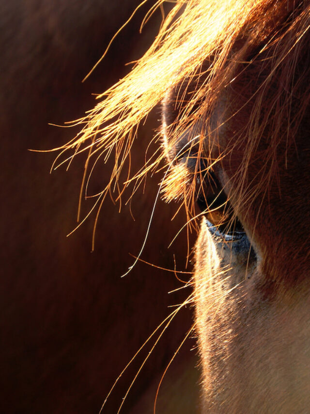 13 Ways to Tell If a Horse Is Pregnant