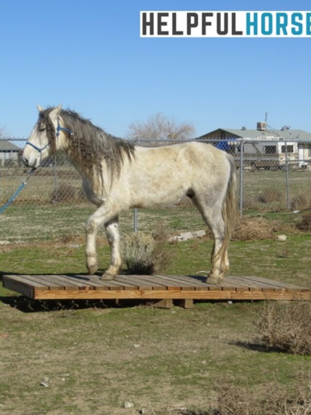 Plans For Building A Horse Bridge Helpful Horse Hints