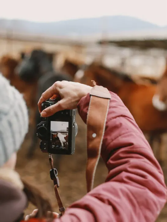 the photographer takes pictures with his camera, photographing animals and a farm - ee230405