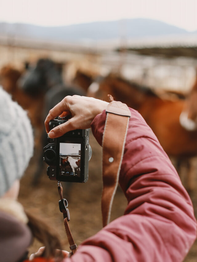 Horse Photography Tips