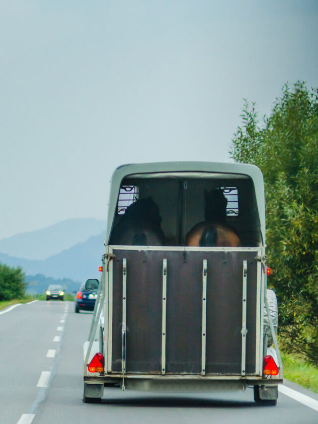 Horse Trailer Types – Materials, Entrance Options & Hitches