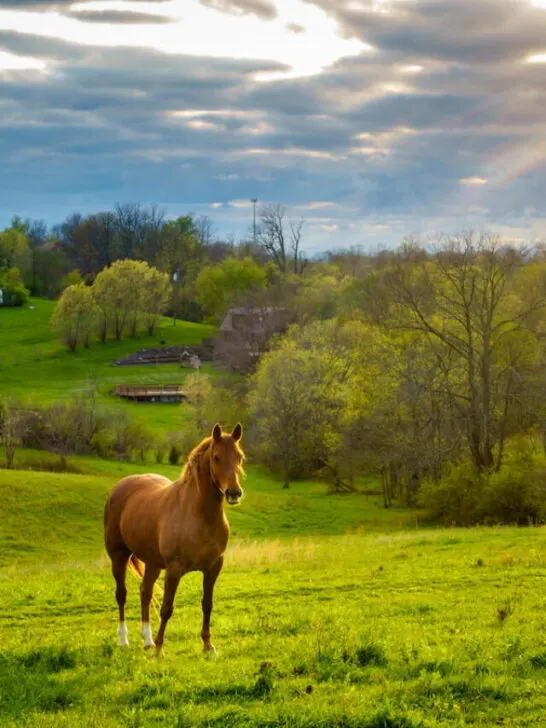 two beautiful horses in a green field