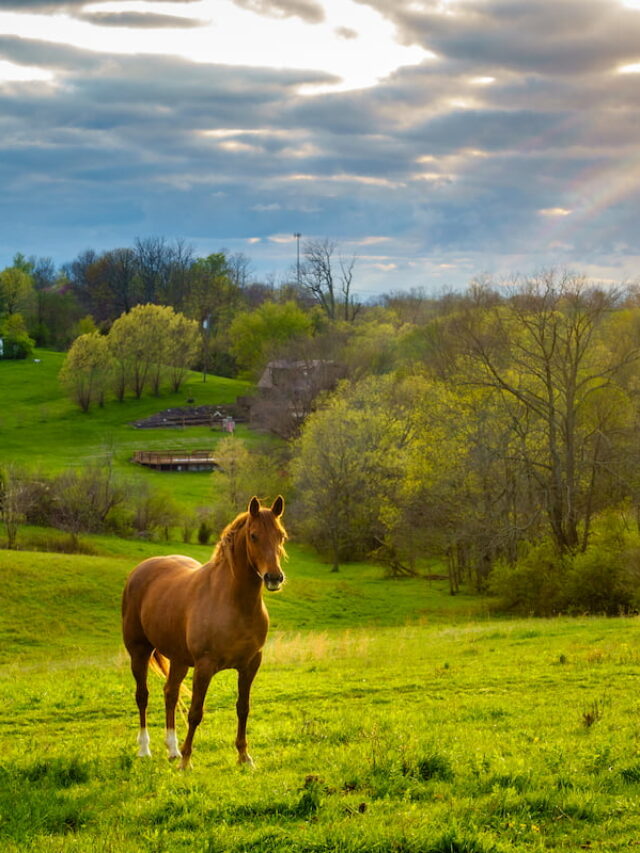 Complete Guide to Pasture Boarding