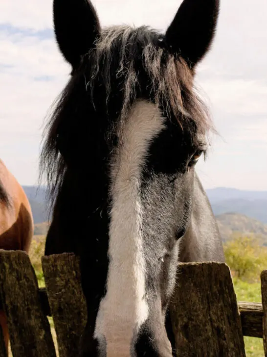 two horses behind a wooden fence