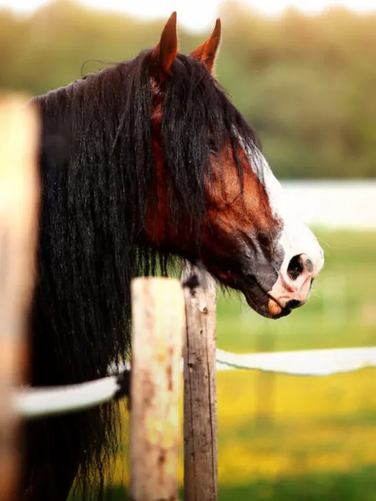 vladimir draft horse near a fence