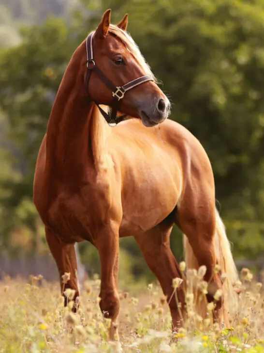welsh pony looking back