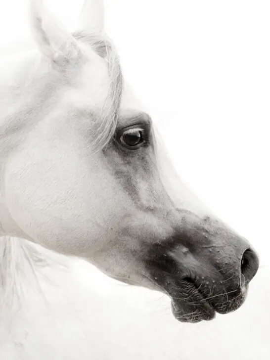 white arabian horse closeup