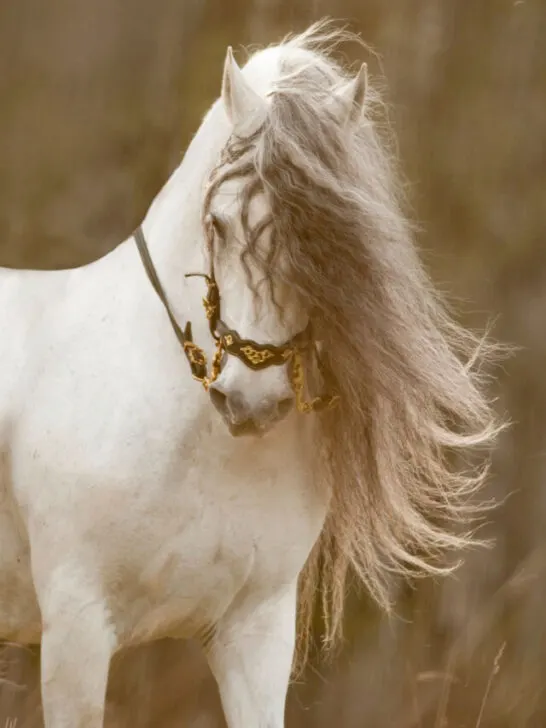 white horse flaunting its hair