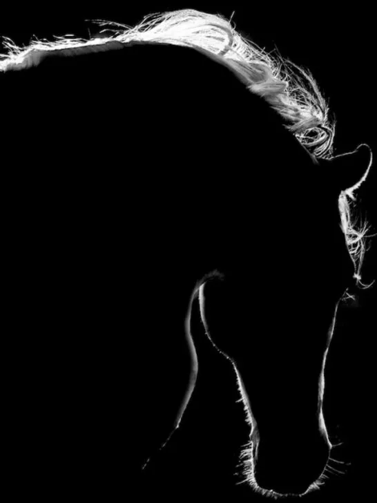white horse silhouette