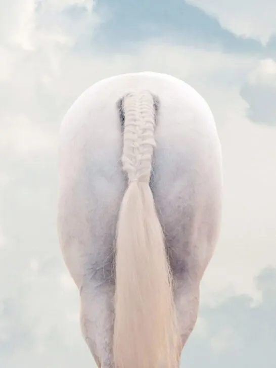 white horse's tail braided neatly