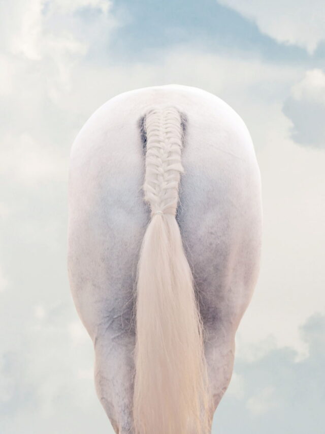 Horse Tails: A General Overview Of Your Horses Best Asset