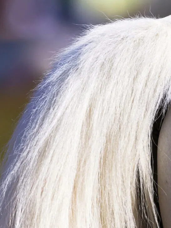 white tail of a horse