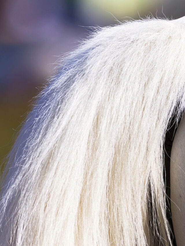 Ultimate Guide to Getting & Keeping Your Horse’s Tail White Helpful