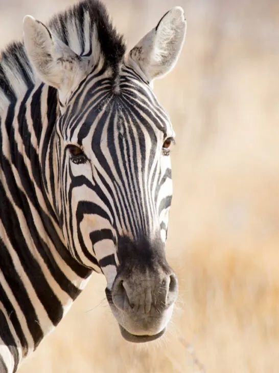 wild zebra closeup in the desert