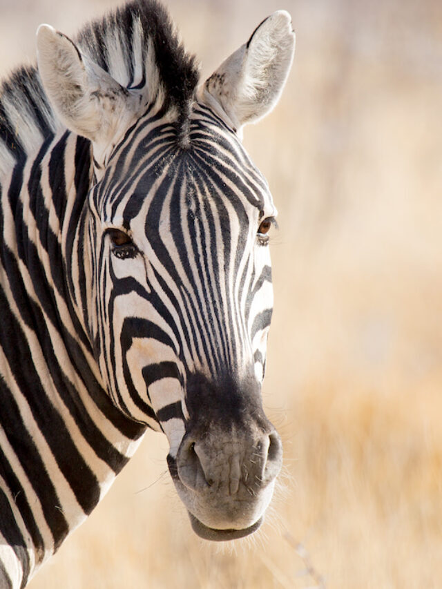 Are Zebras Horses? 11 Facts About Zebras and Horses