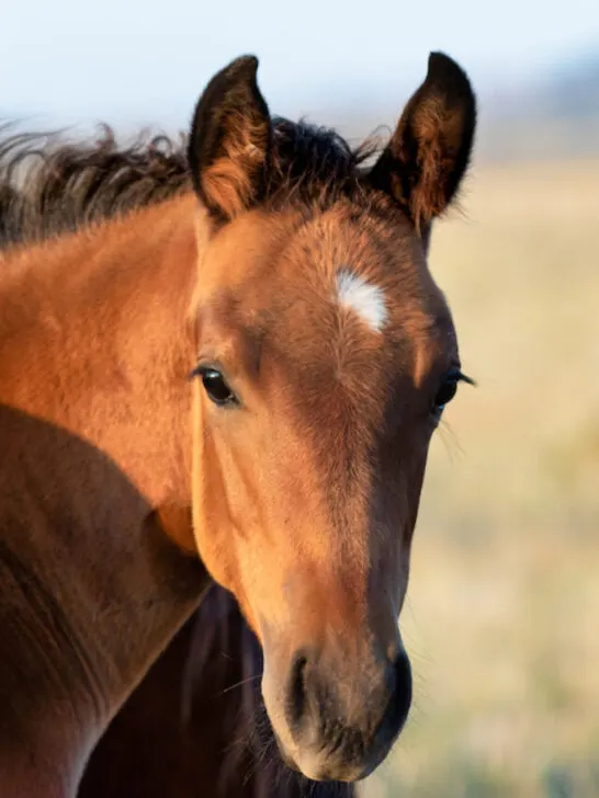 young filly closeup near her mom