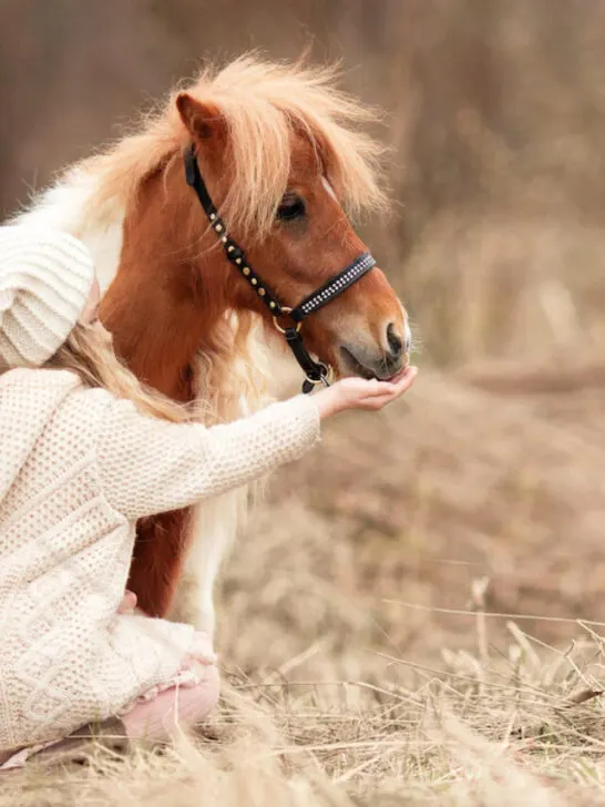 young girl feeding a pony