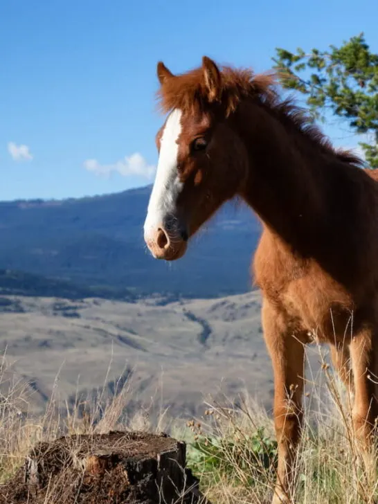 young horse in a field - ee230518
