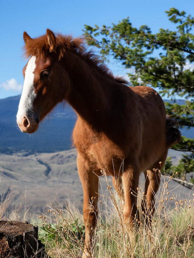 When Do Horses Stop Growing?