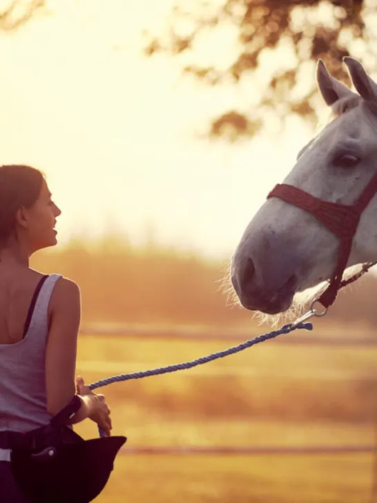young horse rider looking at a white horse