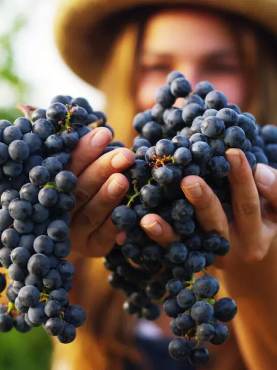 young woman farmer holding a bunch of freshly picked grapes