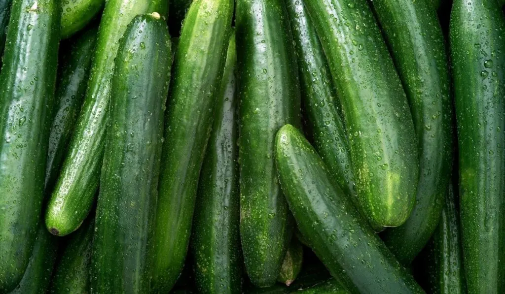 cucumber