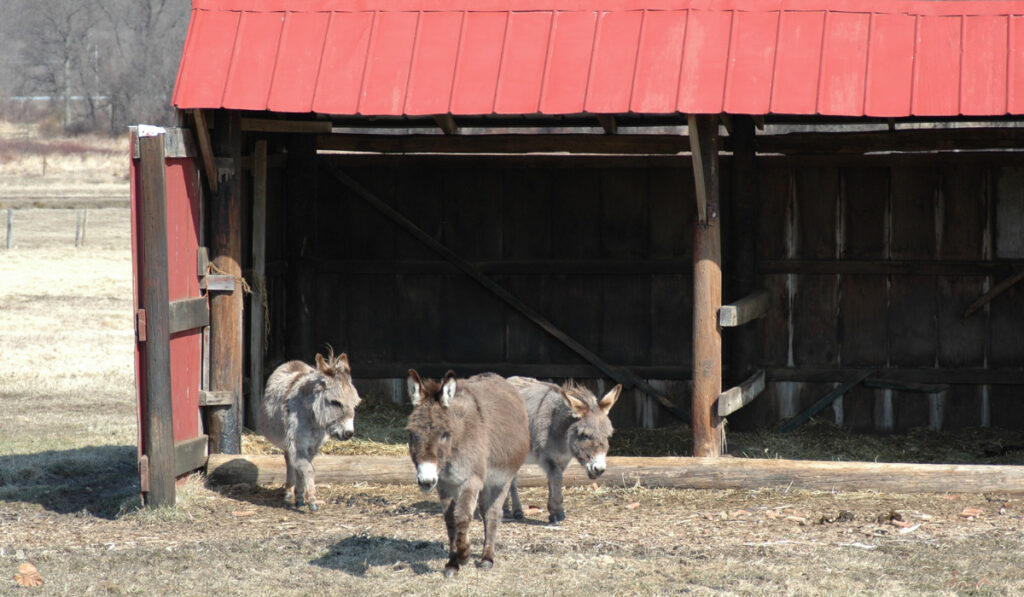 cute donkeys wandering out from their wooden shelter