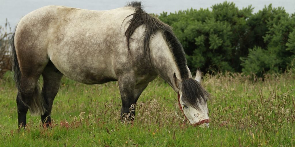 gray horse grazing