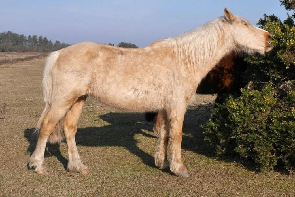 light dapple palomino horse eating a plant 