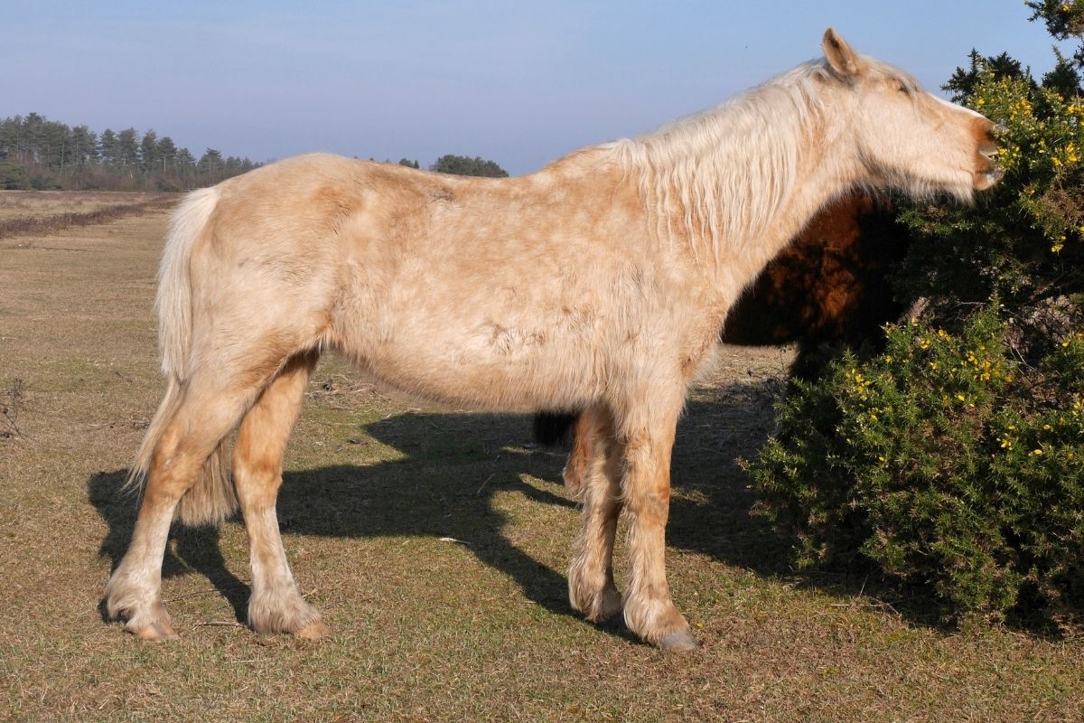 Dapple Palomino Horse Photos, Breeds, and Where to Buy Helpful Horse Hints