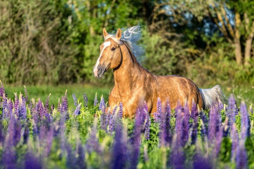 dapple palomino horse running on lavender field 