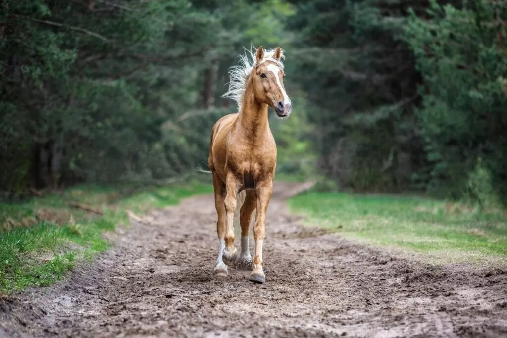 golden dapple palomino horse walking in the forest