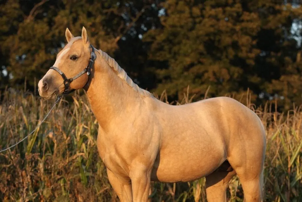 light dapple palomino horse