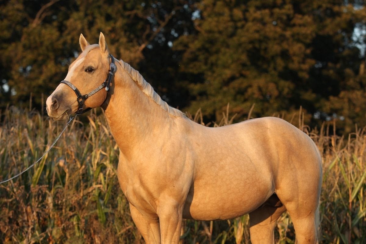 Dapple Palomino Horse Photos, Breeds, and Where to Buy Helpful Horse
